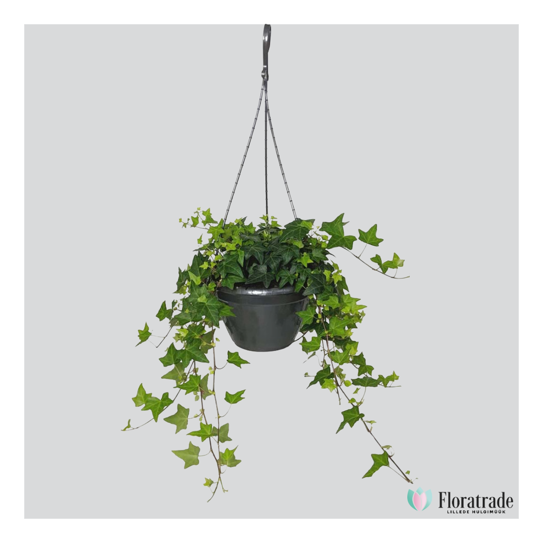 hedera.png (413 KB)